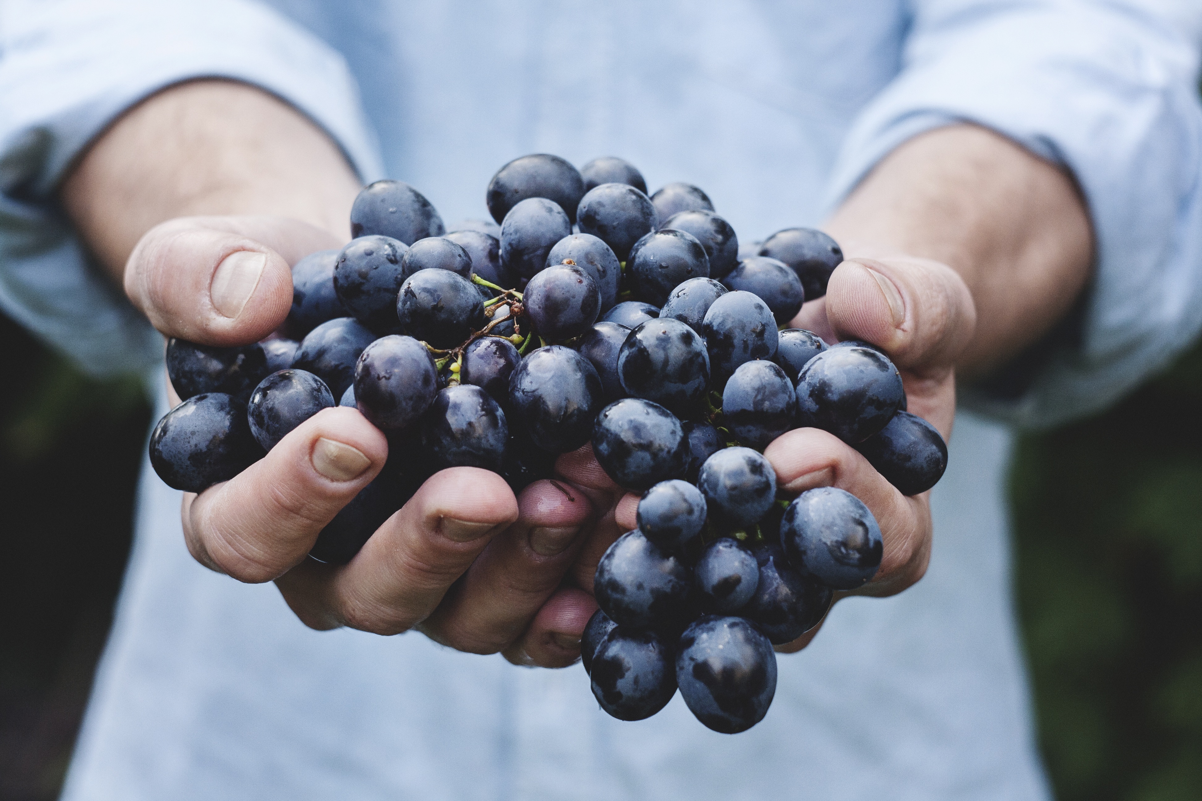 Real-Nourishment-Hands-Grapes-Gifts