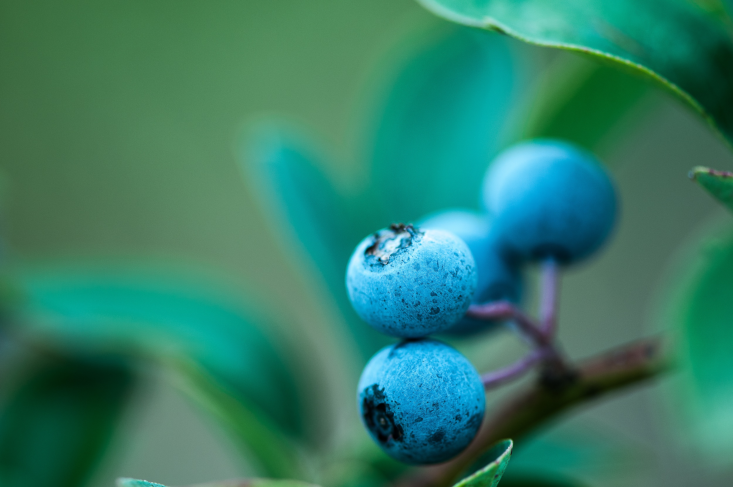 Be-A-Food-Explorer-Blueberries